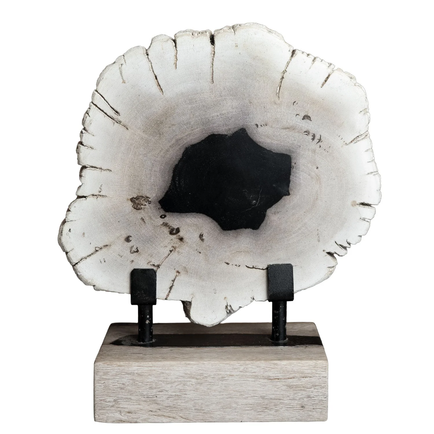 12" Petrified Wood Slice on Stand