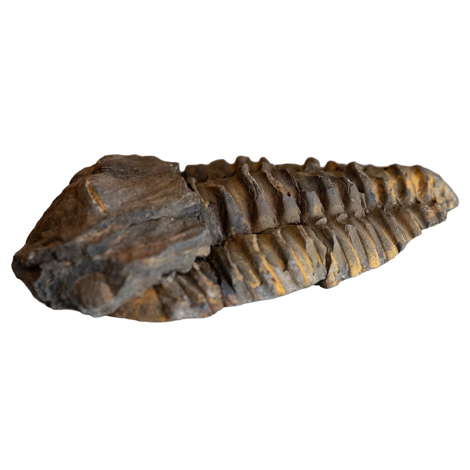 Large Calymene Trilobite from Morocco - Image 2
