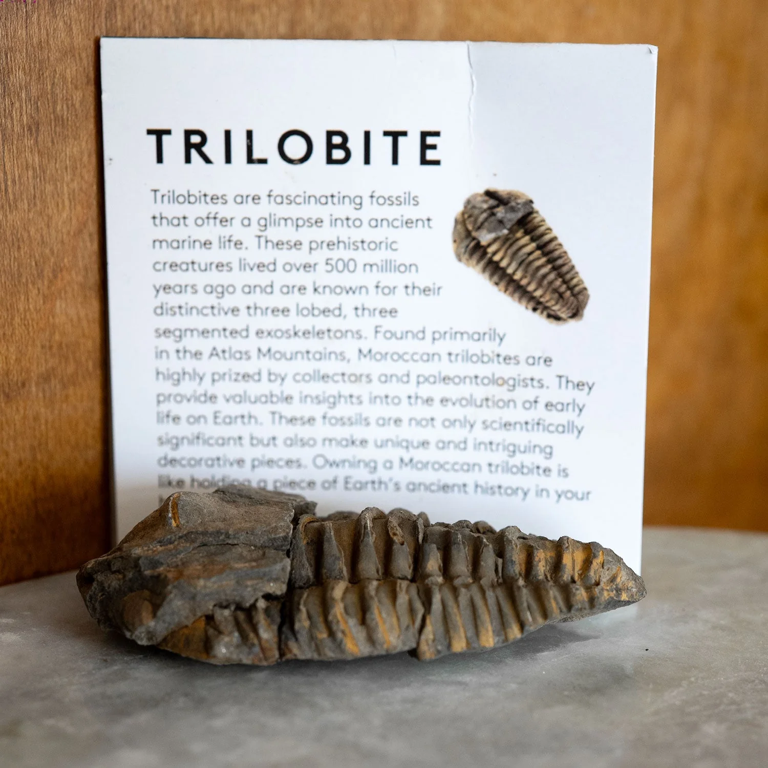 Large Calymene Trilobite from Morocco - Image 4