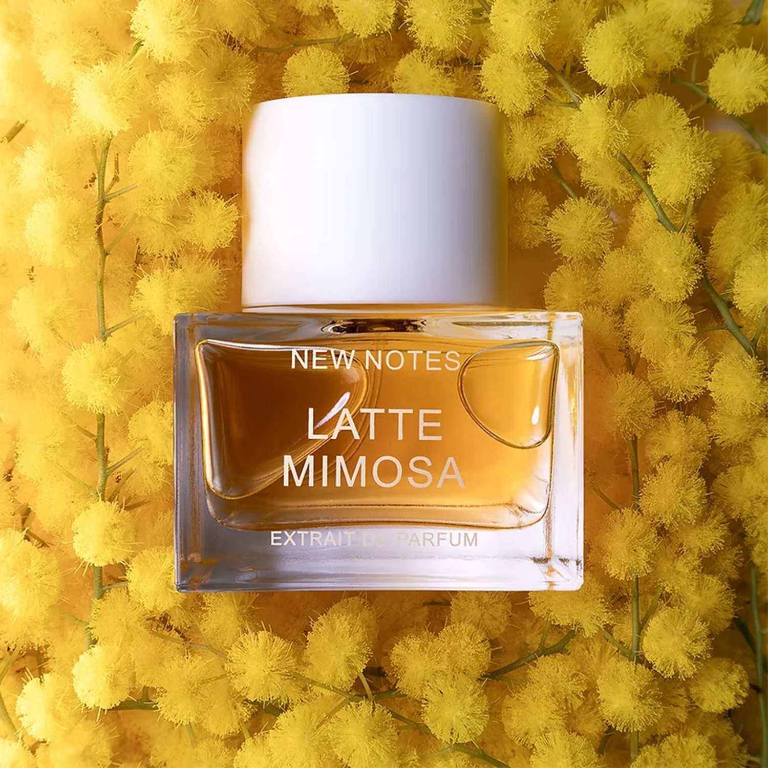 LATTE MIMOSA - Image 3