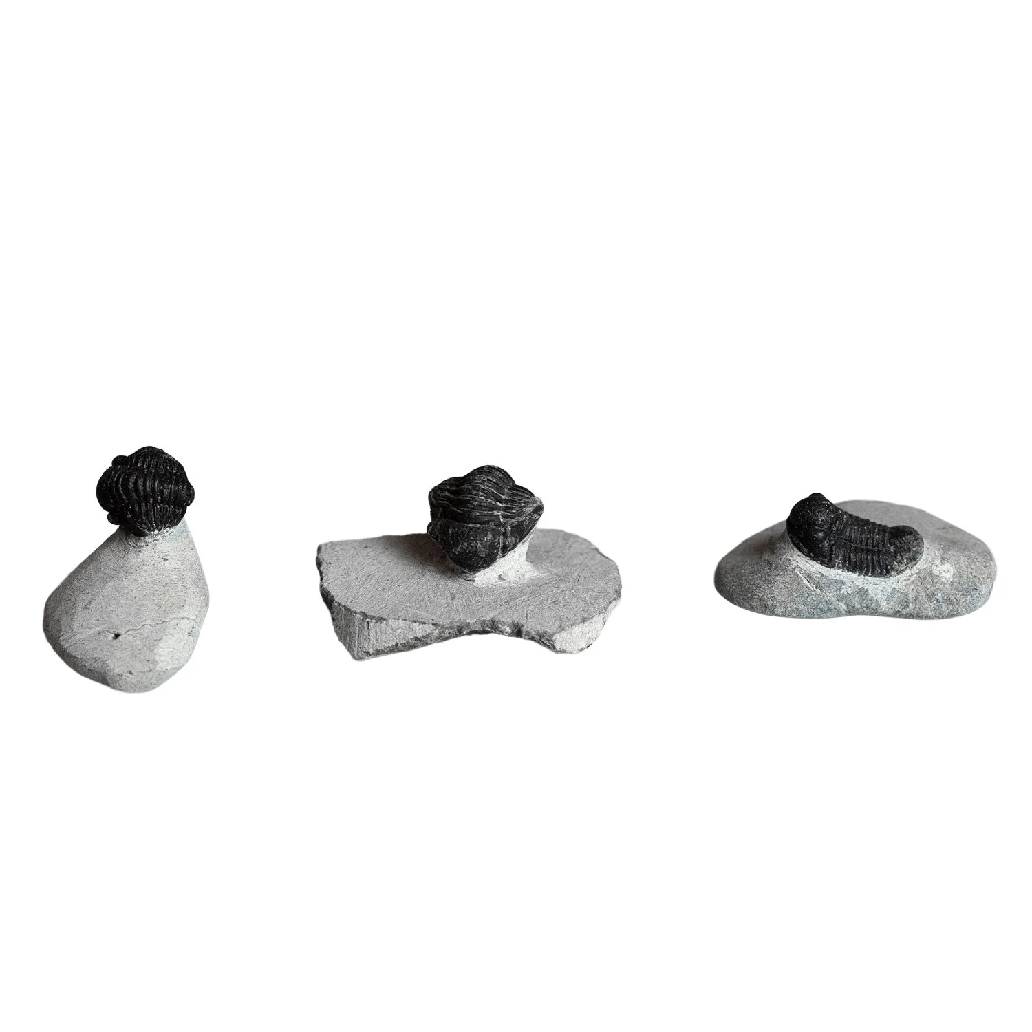 Natural Trilobite on Matrix from Morocco - Image 2