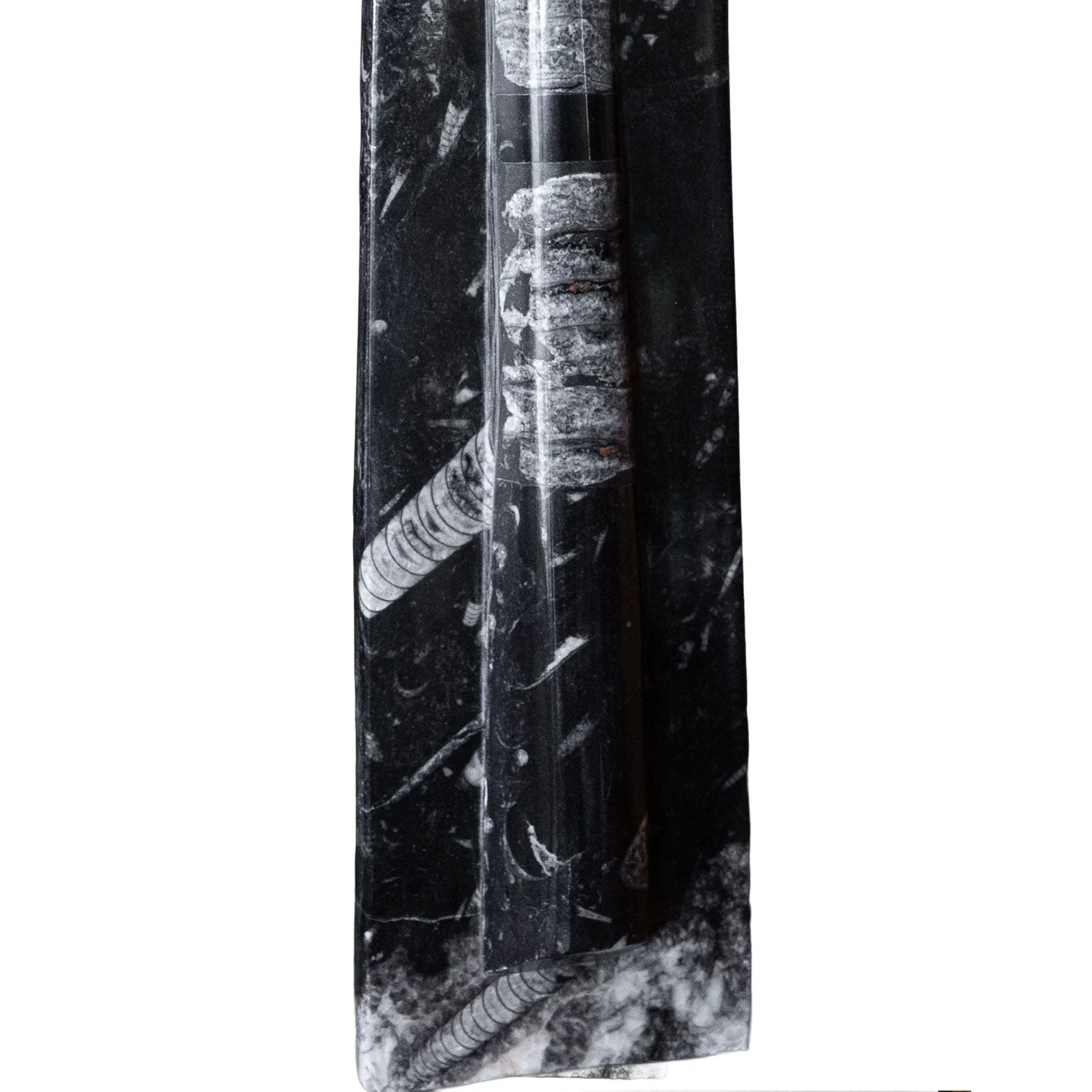 Standing Moroccan Orthoceras Fossil - 20" - Image 2